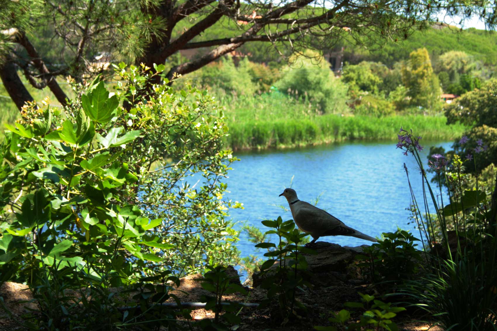 Camping & Bungalows Porto Sosàlinos — photo 8